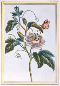 La Grenadille veya Le Maracot (Mavi Tutku Çiçeği), c.1766 (el boyaması gravür)